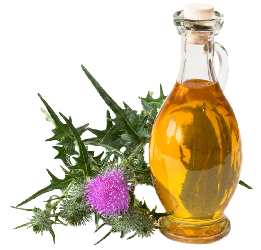 Heilpflanze Mariendistel